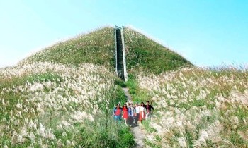 "Thiên đường" bông lau Bắc Xa hút khách trong dịp cuối năm. Ảnh: T. Thuận