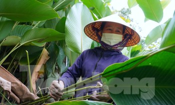 'Thủ phủ' lá dong ở Hà Tĩnh rộn ràng vụ Tết