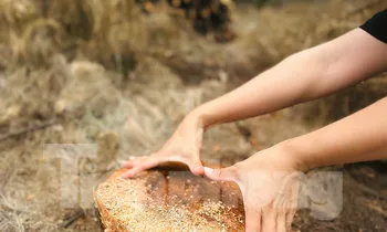 Nhiều diện tích rừng phi lao phòng hộ bị đốn hạ