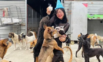 Cô giáo trẻ và niềm đam mê công việc giải cứu chó, mèo