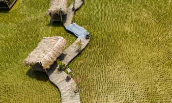 Quán cà phê giữa cánh đồng sau vụ thu hoạch lúa