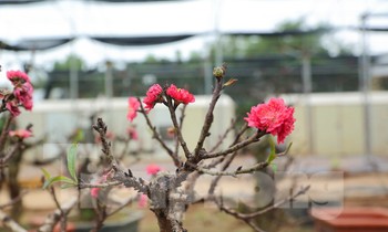 Cận cảnh đào tiến Vua 'ngủ' phòng điều hòa chờ đón Tết