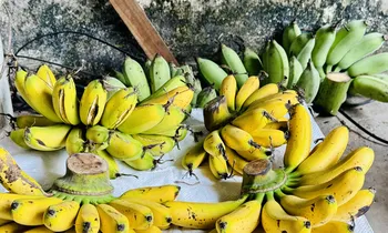 Làng quê có đặc sản ‘tiến vua’ được nhiều người săn đón