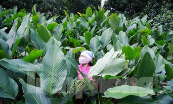 Làng nghề trồng lá dong hàng trăm năm tuổi ở Hà Nội vào vụ Tết Nguyên đán