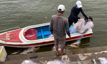 Xôn xao hình ảnh 'thả lưới, bắt cá' ở Hồ Tây