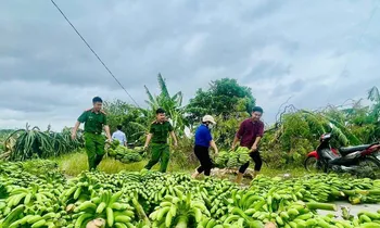 385 ha chuối bị đổ sau bão số 3, tuổi trẻ Thái Bình kêu gọi hỗ trợ nông dân tiêu thụ chuối xanh