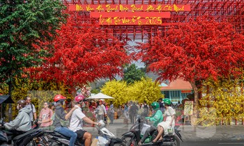 Đường phố TPHCM rực rỡ ngập tràn sắc xuân
