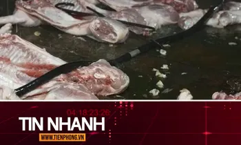 TIN NHANH: Cá biển có màu đỏ; Lời khai của các đối tượng giết mổ, tiêu thụ lợn bệnh