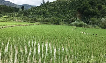 Lâm Đồng: Đề xuất miễn thuế đất cho các hộ dân tộc thiểu số thiếu đất