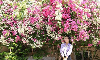 Đà Lạt: Biến ảo loài hoa mỏng manh như trang giấy học trò