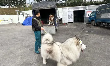 Đưa 4 chú chó Alaska ra án ngữ gốc mai ở Đà Lạt, 3 thanh niên bị phạt