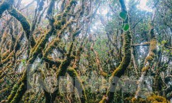 Lạc vào rừng rêu cổ tích trên đỉnh Tà Xùa