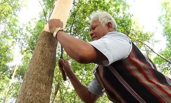 Già làng Pả Cơn thu hoạch bời lời