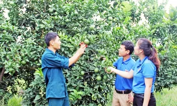 Anh Cao Duy Khôi - Bí thư Chi đoàn Minh Kính, xã Minh Hợp, huyện Quỳ Hợp, Nghệ An (trái) giới thiệu vườn cam cho cán bộ Huyện Đoàn