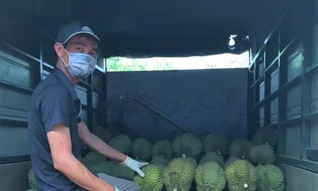 Người dân Krông Búk tuân thủ quy định phòng chống dịch khi thu hoạch sầu riêng