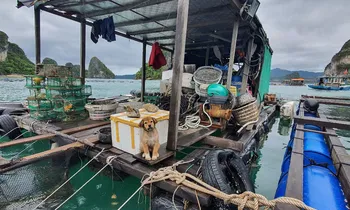 Bữa cù kì với người nuôi biển