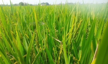 Lúa trổ bông nhưng không kết hạt ở Thanh Hóa