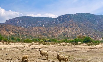 Đàn cừu Ninh Thuận chết mòn vì đồng khô, hồ trơ đáy
