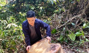 Phá rừng phòng hộ tại TT-Huế: Nhiều đối tượng liên quan khai gì với công an?