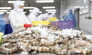 Trung Quốc đặc biệt yêu thích tôm hùm Việt Nam