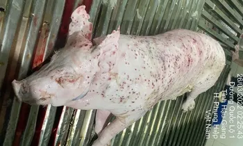 Bộ Công an tiếp tục làm rõ động cơ phát tán hình ảnh tố C.P. Việt Nam bán thịt heo bệnh