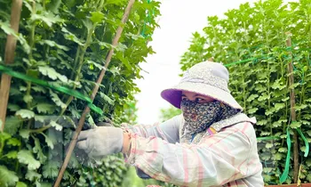 Hàng trăm nghìn chậu hoa cúc Tết ở Quảng Ngãi chưa nở đã được mua sạch tại vườn