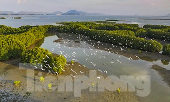 Về vùng 'sông nước miền Tây' nghe câu chuyện giữ ‘lá phổi xanh’ đầm Thị Nại