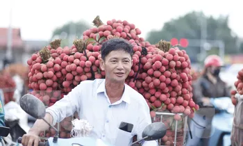 Doanh nghiệp FDI mua hàng chục tấn vải thiều/ngày. Ảnh: Nguyễn Thắng