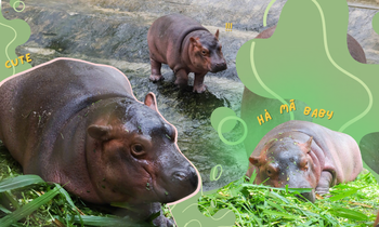 Bé hà mã mới sinh tại vườn thú Hà Nội xinh yêu không kém "siêu sao" Moo Deng