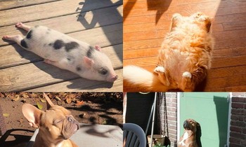 thú cưng tắm nắng