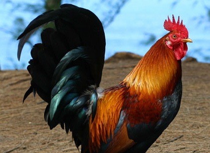 Gà Leghorn