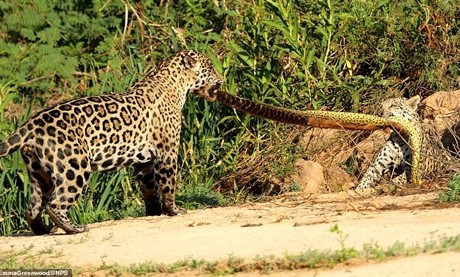 Mẹ con báo xé xác trăn khổng lồ làm mồi ngon