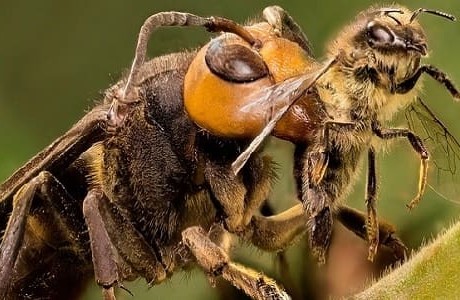 Hình ảnh Con Ong Dễ Thương PNG , Con Ong, Insect, Phim Hoạt Hình Ong PNG  miễn phí tải tập tin PSDComment và Vector