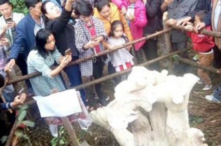 Cụ ông Trung Quốc tìm thấy khóm nấm ‘vua’ cao gần 1m