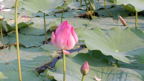 Muôn chuyện về sen