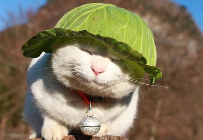 Những khoảnh khắc đáng yêu của động vật