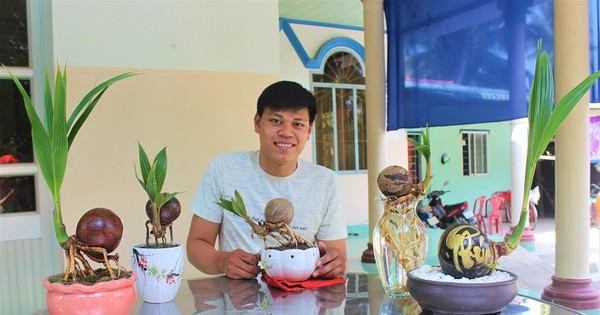 Bonsai dừa độc đáo, sản phẩm khởi nghiệp của chàng trai 9X Bến Tre
