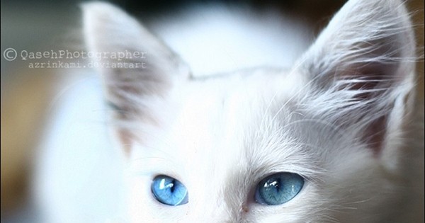 Câu trả lời cho câu hỏi " mèo mắt xanh dương ?