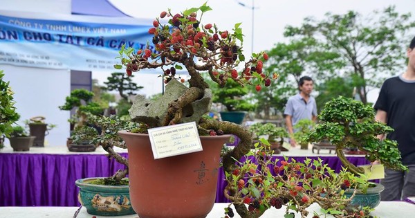 Suýt xoa dàn cây ăn quả bonsai tuyệt đẹp ở Thủ đô