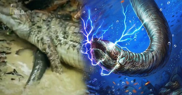 1001 thắc mắc: Thủy quái Amazon ăn gì, sao phóng điện giết được cả cá sấu?