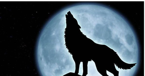 1001 Thắc Mắc: Tại Sao Chó Sói - Sát Thủ Rừng Xanh Hay Hú Vào Ban Đêm?