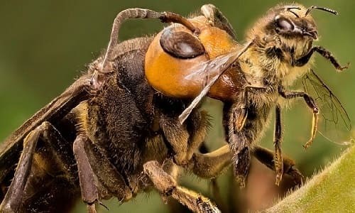 Loài ong  Những điều thú vị về loài ong mà bạn chưa biết  Khử Trùng Xanh  GFC