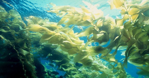 Tất cả về tảo biển đại dương -Nguyên nhân, tác dụng và bảo vệ môi trường