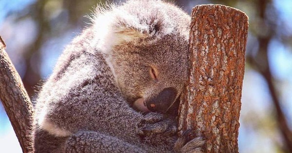 Gấu Koala ăn gì?
