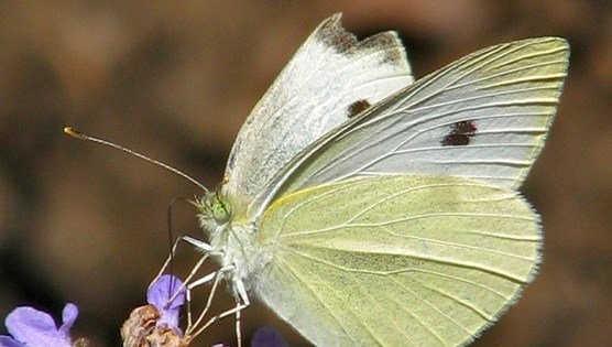Tìm hiểu bướm có xương sống không và những điều thú vị