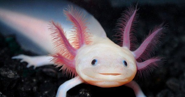 Cách phát hiện bệnh cho Axolotl và cách chăm sóc để tránh bệnh tái phát ra sao?
