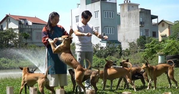 Chó Phú Quốc lai Mông cộc có giá trị thương mại cao không và có phổ biến ở đâu?