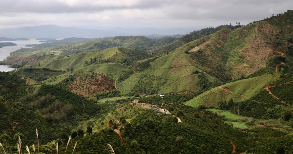 Viện nghiên cứu chiến lược về lâm nghiệp để mất hơn 2.000 ha rừng