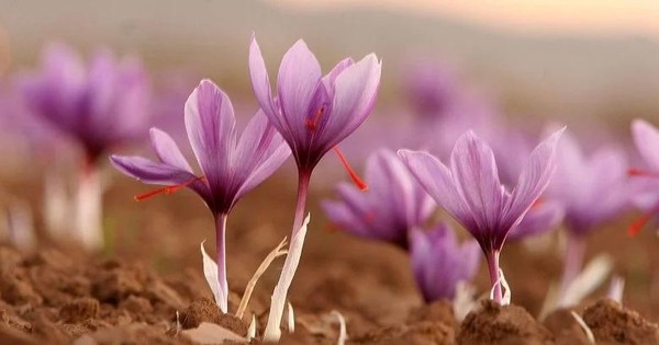 Để làm được 1kg “vàng đỏ” saffron phải tốn tới…150.000 bông hoa nghệ tây