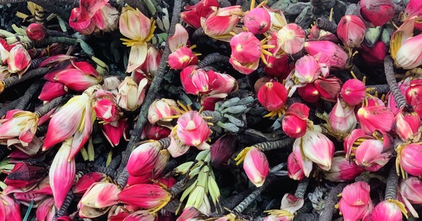 Hà Nội: Rộ mốt mua hoa chuối rừng đỏ rực chơi Tết